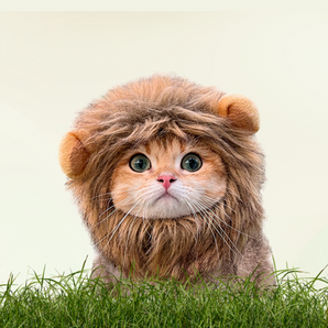 Kitten hat, lion mane